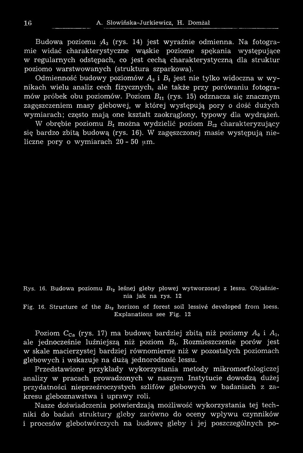 W obrębie poziomu Bt można w yd zielić poziom Bt2 charakteryzujący się bardzo zbitą budową (rys. 16). W zagęszczonej masie w ystępu ją nieliczne pory o w ym iarach 20-50 лт. Rys. 16. Budow a poziomu Bt2 leśnej gleby płowej wytworzonej z lessu.