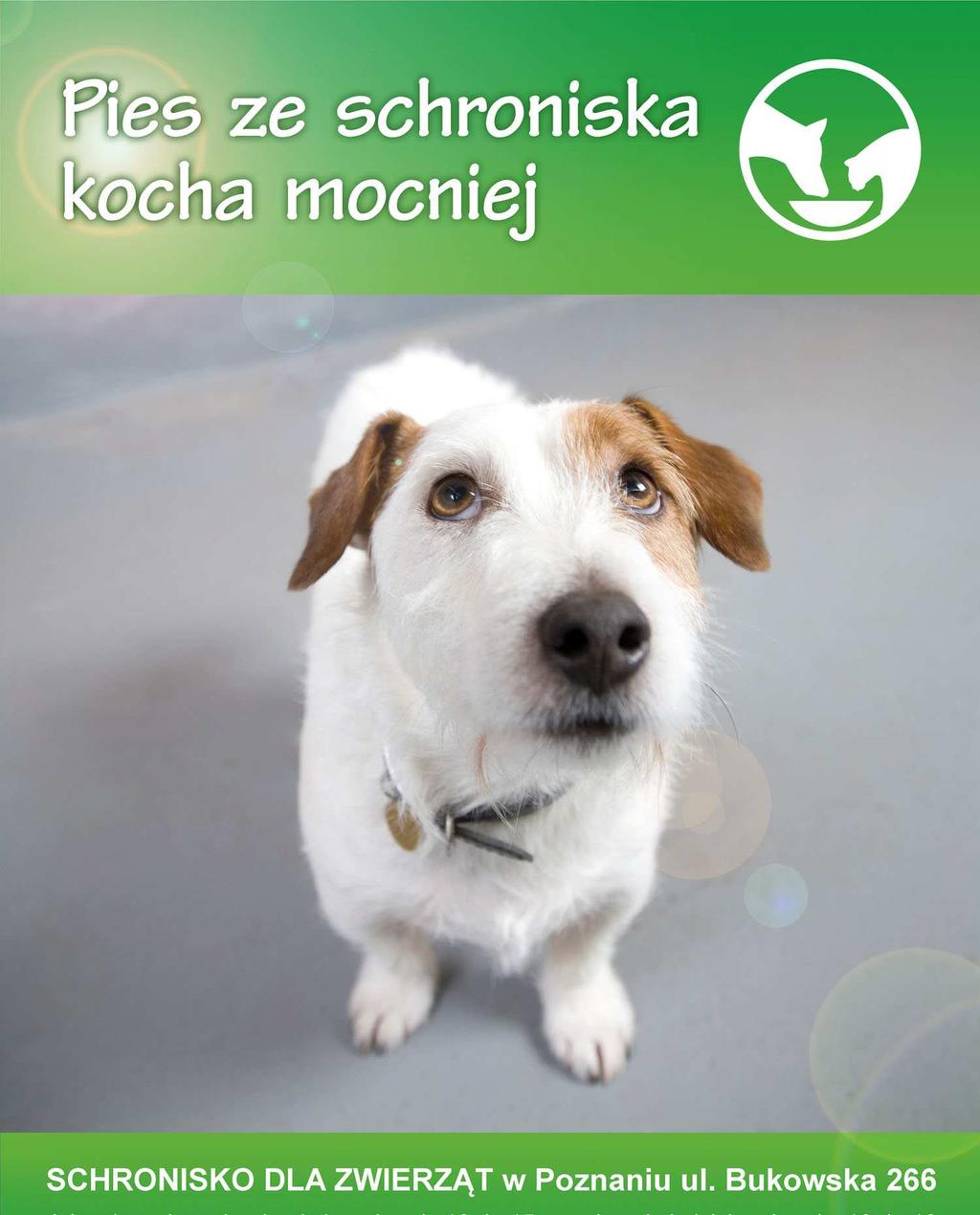 Sprzątanie po swoim psie to ważny obowiązek, a jego wypełnianie przyczynia się do poprawy czystości na terenie naszego miasta i ma wpływ na jakość życia jego mieszkańców oraz na wizerunek naszego