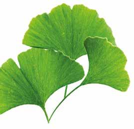 Ginkgo Biloba Ginkgo biloba czyli miłorząb dwuklapowy lub japoński, to gatunek drzewa pochodzący z Chin.