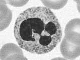 immunologiczne (limfocyty B, T, komórki prezentujące antygen, makrofagi) Komórki uczestniczące w nieswoistych reakcjach obronnych posiadają receptory rozpoznające