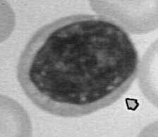 związaniu wzorca indukują selektywną endocytozę zawierającego go mikroorganizmu RRW sygnalizacyjne po związaniu wzorca przekazują do komórki sygnał, uruchamiający
