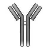 limfocyty T regulatorowe (T reg ) = supresyjne (T S ) Limfocyty NK (natural killers) TCR Specyficzne białka (antygeny) powierzchniowe limfocytów: CD9, CD0, CD40