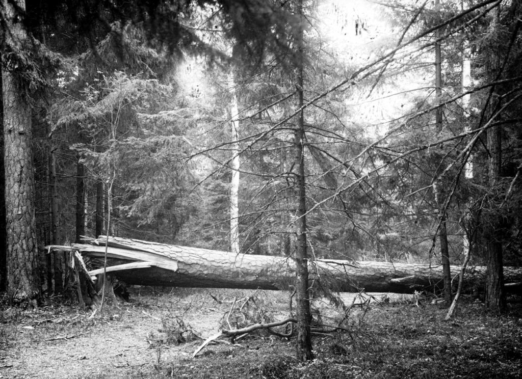96 Fot. 1. Wygląd dawnej puszczy; fot. J.J. Karpiński Photog. 1. Ancient primeval forest; photog. by J.J. Karpiński Około 1000 roku n.e. prawie 25% powierzchni kraju stanowiły pola orne i sady, a około 10% łąki i pastwiska (Kostrowicki 1965, cyt.