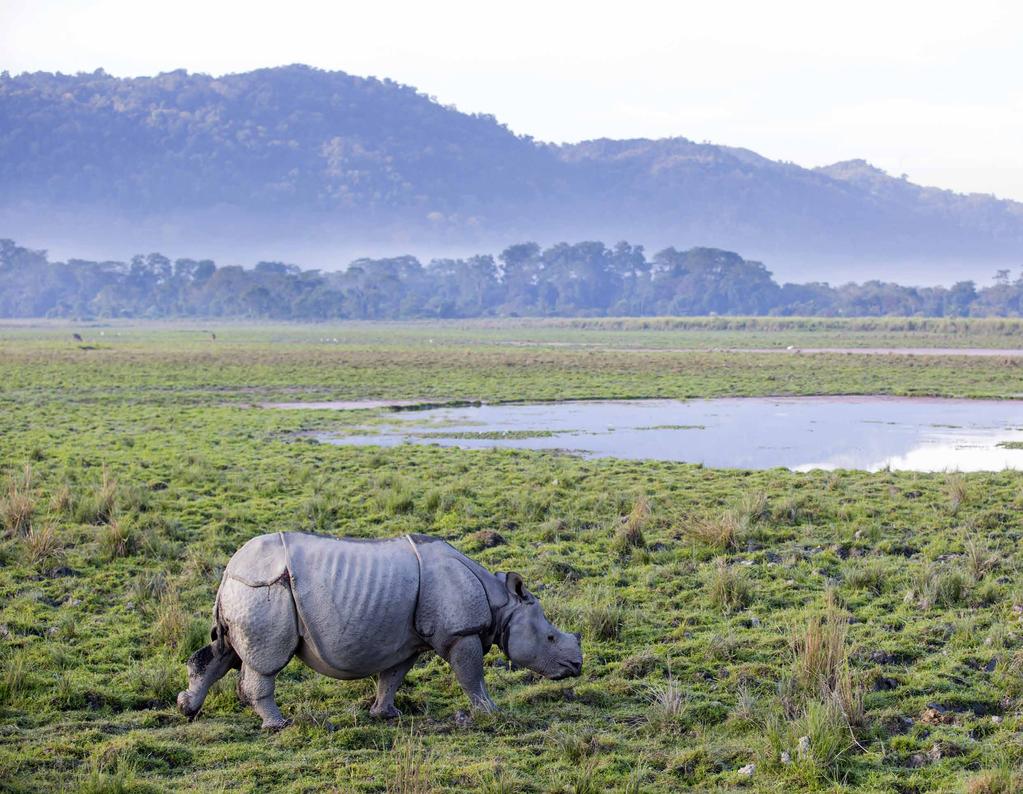 Wieczorem rejs łodzią wzdłuż jednej z czterech rzek rozlewiska Parku. Nocleg w lodgy przy Parku Kaziranga. dzień 13: park narodowy kaziranga Wczesna pobudka na safari w Parku Narodowym Kaziranga.