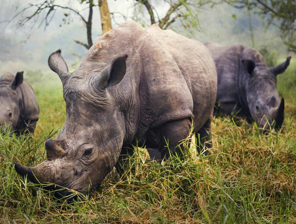 VI - park narodowy kaziranga Ten wyjątkowy rezerwat przyrody w Assam rozciąga się na obszarze 430km kwadratowych.