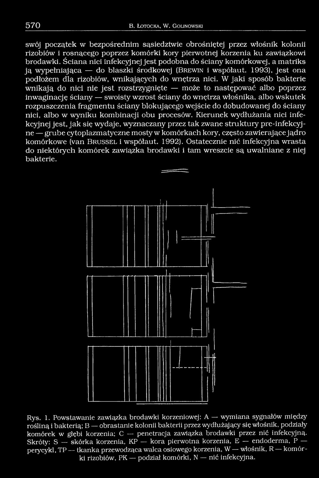 W jaki sposób bakterie wnikają do nici nie jest rozstrzygnięte może to następować albo poprzez inwaginację ściany swoisty wzrost ściany do wnętrza włośnika, albo wskutek rozpuszezenia fragmentu