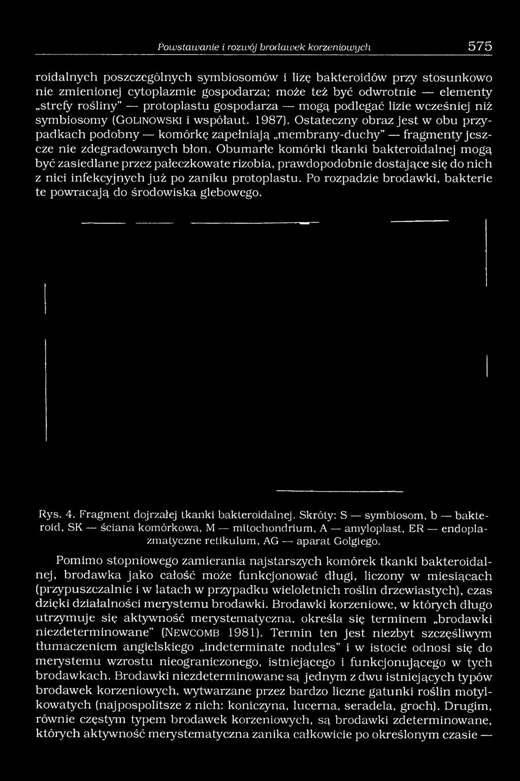 Ostateczny obraz jest w obu przypadkach p odobn y komórkę zapełniają membrany-duchy fragmenty je szcze nie zdegradowanych błon.