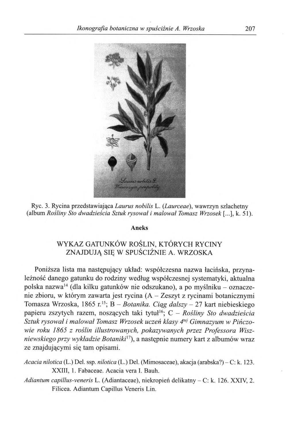 Ikonografia botaniczna w spuściźnie A. Wrzoska 207 Ryc. 3. Rycina przedstawiająca Laurus nobilis L.