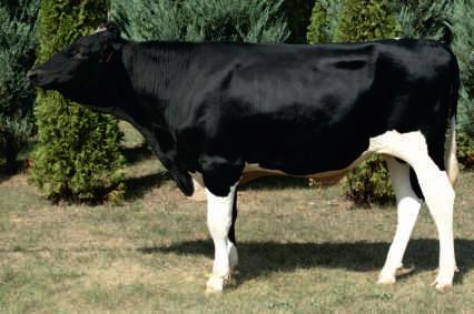 08.2016 CVF BYF BLF BALTIKUM x STOL OC x BERTIL Hod