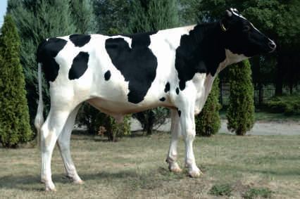 Urodzony: 31.08.2015 BYF CVF BLF FACEBOOK x SLEEMAN x BOGARD Hodowca: OHZ Dêbo³êka Sp. z o.o. 131 126