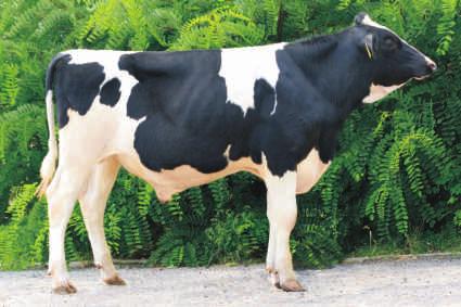 11.2015 BLF BYF CVF COMMANDER x MANIFOLD x ELMAR Hodowca: GR acek Skoneczny 130 125 POKROU POKROU 842