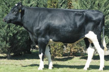 Urodzony: 17.11.2015 BLF BYF CVF BOASTFUL x SUDAN x STALLION Hodowca: OHZ Dêbo³êka Sp. z o.o. 128