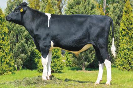 WYCENA GENOMOWA STOK-DEBO PL005304214542 Urodzony: 11.06.