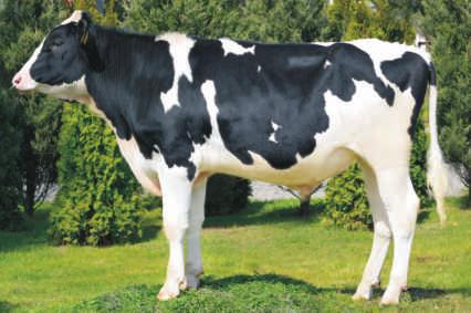 SARON MCHRZ ET PL005386386 Urodzony: 31.05.2016 BLF BYF CVF SUPERSHOT x BOGART x GOLDWYN Hodowca: MCHiRZ Sp z o.