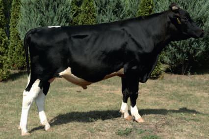 2015 CVF BYF BLF MOGUL x SHOTTLE x USTICE Hodowca: GR Stanis³aw ochowski 126 WYCENA GENOMOWA KAPPA KAZEINA -