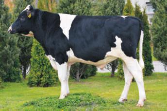 WYCENA GENOMOWA SABROSO ST ET PL005244272 Urodzony: 24.02.2015 CVF BVF BLF SUPERSIRE x SUDAN x USTICE Hodowca: GR Stanis³aw ochowski BOGOR PL005245445 Urodzony: 13.06.2013 CVF BLF BG ET x.