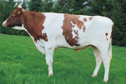 Urodzony: 22.09.2016 APOLL P x REDMAN x LILAC NOWOŒÆ Hodowca: OHZ G³ogówek Sp z o.o. WYCENA