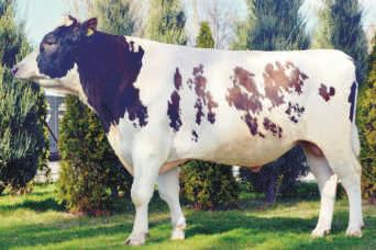 SK PAPKIN PL005377335 Urodzony: 18.05.2016 CVF BYF BLF PERFECTION x LIEK x RUACANA NOWOŒÆ Hodowca: SK Prudnik Sp. z o.o. TOPAZ MCHRZ ET PL0053872253 Urodzony: 30.