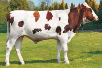 2013 BLF CVF STANDARD x LAWN BOY RED x LICHTBLICK Hod