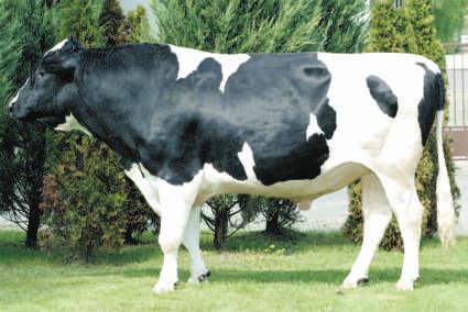2013 CVF BLF SUDAN x AMMER x SHOTTLE Hodowca: OHZ Dêbo³êka Sp. z o.o. KAPPA KAZEINA - BE 123 95 POKROU Powt.