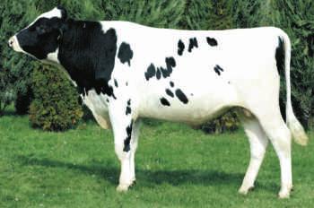 DEBO-BOSTON AK CZYTAÆ NASZ KATALOG 1 PL0053208481 1 Urod