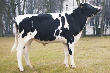 WYCENA KONWENCONALNA EMSTELLO PL005244665 Urodzony: 14.09.2012 BLV CVF EMERALD x MASCOL x DRAGON Hodowca: GR Wojciech Kiliœ 91 POKROU Powt.