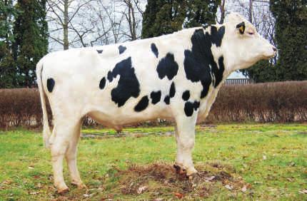 WYCENA KONWENCONALNA GANTEK PL005353850 Urodzony: 01.09.2011 BLF CVF GARRETT x RONALD x URI Hodowca: RSP Pszenno POKROU Powt.