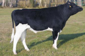 SUPERMEMO ET PL005309588 Urodzony: 23.02.2013 CVF BLF SANTANA x LANCASTER x LONGSHOT Hodowca: OHZ Dêbo³êka Sp. z o.o. EMBARGO PL0052658819 Urodzony: 30.12.