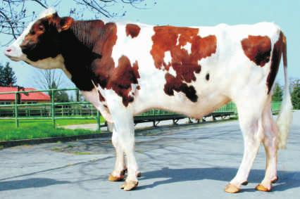 WYCENA KONWENCONALNA IDAHO FR2923747318 Urodzony: 18.01.