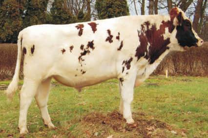 HENO P FR5660322 Urodzony: 10.09.2012 BLF CVF MFF BYF FENO RED x FIDELITY x LAWN BOY RED NOWOŒÆ Hodowca: import Francja POKROU Powt.