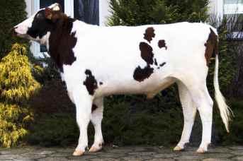 2012 BLF CVF LILAC x LAWN BOY RED x LICHTBLICK NOWOŒÆ Hod