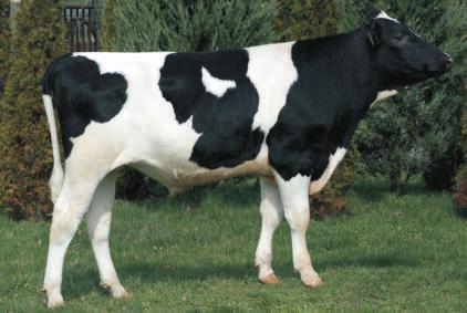 2017 BYF CVF BLF BASTA x MOGUL x SHOTTLE Hodowca: GR Stanis³aw ochowski 143 NOWOŒÆ WYCENA GENOMOWA 133 123 125 131