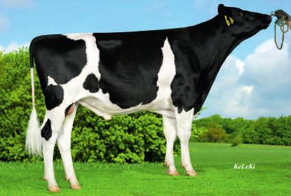 WYCENA GENOMOWA RS BUMPER ET DE03589354 Urodzony: 20.04.