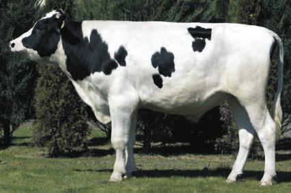 02.2016 BLF CVF BYF OCTAVIAN x MASCALESE x SNOWMAN Hod