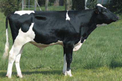 WYCENA GENOMOWA DEBO-BAZYLI PL0053208818 Urodzony: 02.08.2016 BYF CVF BLF BALTIKUM x MASCALESE x SLEEMAN Hodowca: OHZ Dêbo³êka Sp.