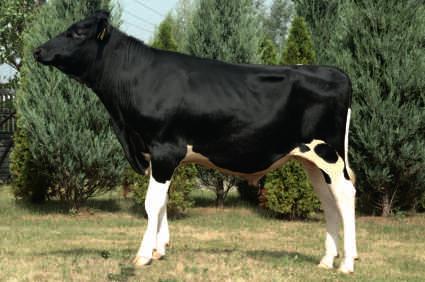 21.08.2016 BYF CVF BLF BATTLECRY x ALTAIOTA x BUCKEYE Hod