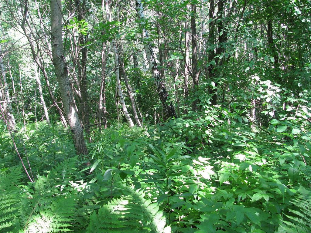 Zespół grądu Tilio-Carpinetum.