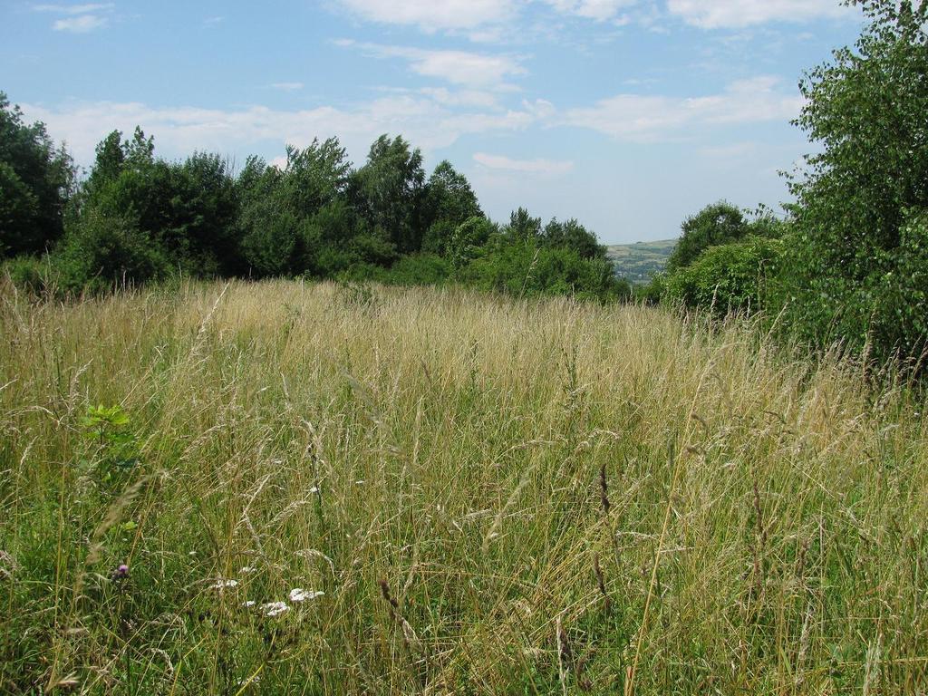 wykształcony w drodze naturalnej sukcesji na gruntach porolnych. Zdjęcie fitosocjologiczne nr 5 Fot. 10.