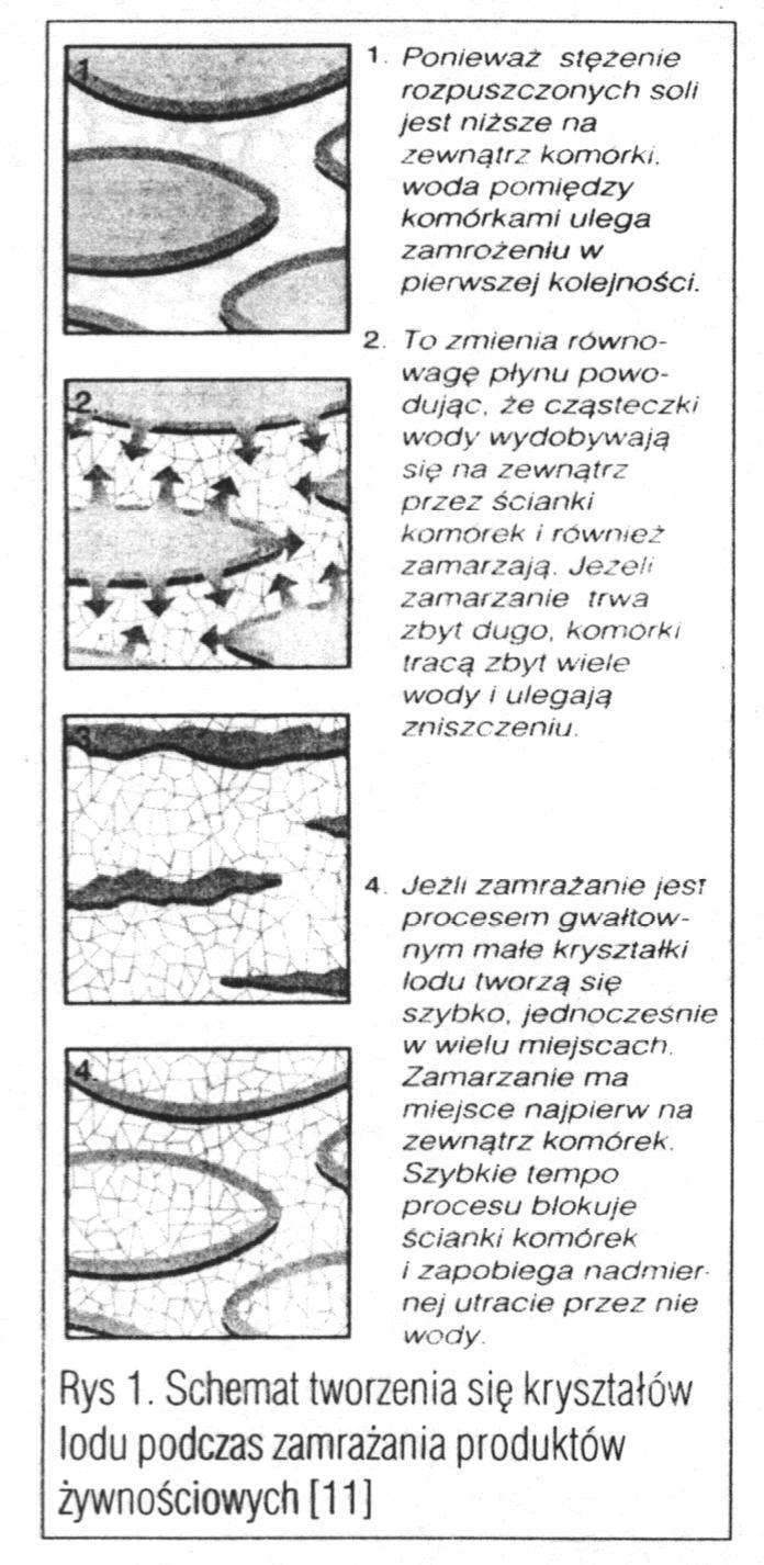 Podczas wolnego zamraŝania najpierw zamarza woda pomiędzy komórkami, przez zmianę równowagi płynu powoduje Ŝe woda wydostaje się na zewnątrz prze ścianki komórki i równieŝ zamarza.