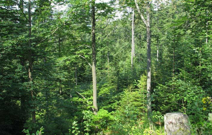 Fot. 2. Lasy o zróżnicowanej strukturze przestrzennej stanowią dogodne miejsce żerowania dla wielu gatunków nietoperzy Photo 2.