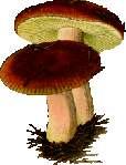 Wiadomości isewskie Nr 3/2017 ROK XV Wrzesień ISSN: 1 7 30-75 2X Bartlewo, Błachta, Chrusty, Drzonowo, Kamlarki, Kornatowo, Krajęcin, Krusin, Linowiec, Lipienek, Lisewo, Malankowo, Mgoszcz, Piątkowo,
