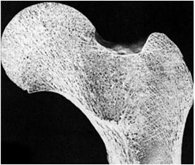 Własności sprężyste kości Tkanka kostna jest niejednorodna: 1/3 substancji organicznych i 2/3 nieorganicznych Składowa organiczna: kolagen (E ~ 1.