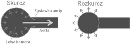 Własności sprężyste aorty Aorta sztywna Własności sprężyste aorty Aorta sprężysta Układ oddechowy