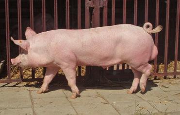 WIELKA BIAŁA POLSKA Rasa mateczna 30,2% Udział rasy wbp w strukturze ocenionych loch Percentage of evaluated Plw sows Wzorzec rasy Świnia duża, długa, średnio szeroka i głęboka, o płaskich bokach, w