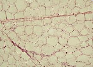 komórek tłuszczowych - adipocytów Formowanie kolagenu przez komórki: fragmenty tkanki embrionalnej serca kurczęcia na podłożu