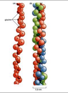 odporność na ściskanie ECM - proteoglikany agregat proteoglikanów z chrząstki 10 8 Da Macierz zewnątrzkomórkowa (białka) białka tworzące włókna kolageny elastyna i fibrylina białka niekolagenowe
