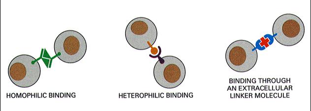 łączenie się komórek łączenie się komórek homofilowe heterofilowe za pomocą białek