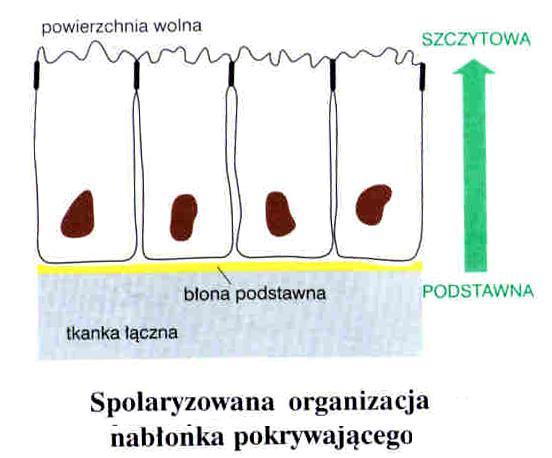 Tkanki nabłonki Klasyfikacja wg liczby warstw komórek