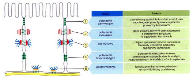 międzykomórkowej (cząsteczki białek -zielone, cząsteczki