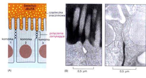 junctions) połączenia zamykające (tight junctions) zespolenie zewnętrznych